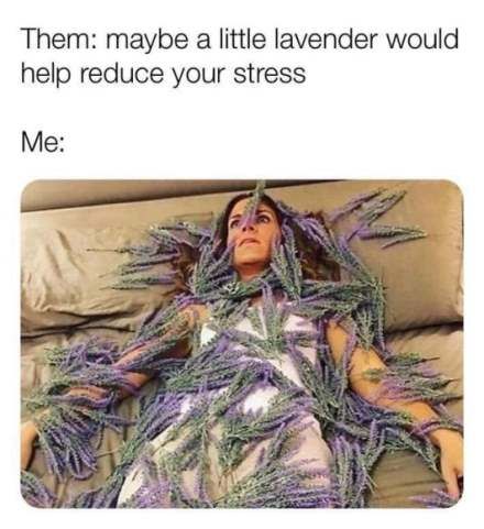 lavender-help-stress.jpg
